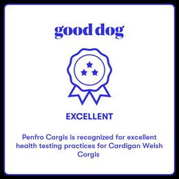 Cardigan Welsh Corgi Puppies from Penfro Corgis