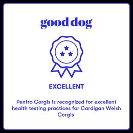 Cardigan Welsh Corgi Puppies from Penfro Corgis