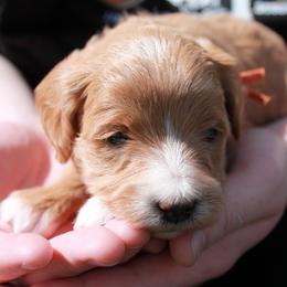 Jazzy - Red  Goldendoodle puppy in Shelby Township, Michigan from Shelby Doodles MI LLC