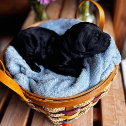 Zuko - Black male Goldendoodle puppy in Glen Daniel, West Virginia from Dani’s Doodles