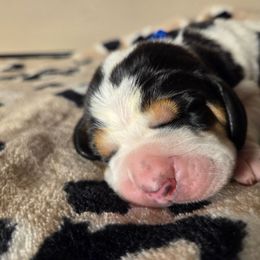 Ryder - Black brown and white male Basset Hound puppy in Denison, Texas from Emma Lou's Baby Bassets