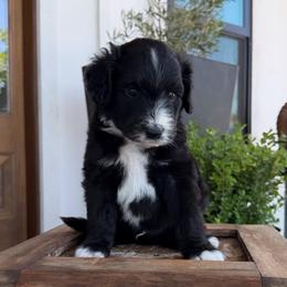 Charles - Black and white male Bernedoodle puppy in Yuba City, California from Ranch House Doodles