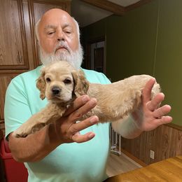 Cocker Spaniel Puppies from Palms Cocker Spaniels of Texas