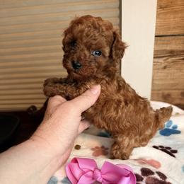 Daisy - Red  female Poodle puppy in Dardanelle, Arkansas from Country Acre Poodles