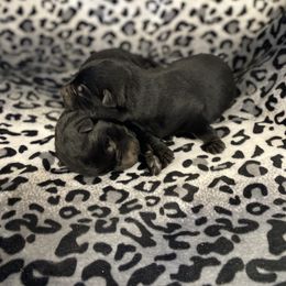 American Eskimo Dog and German Shepherd Puppies from Lone Cone Kennels