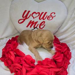 Lance - Apricot male Goldendoodle puppy in Georgetown, Tennessee from Georgetown Designer & Purebred Puppies