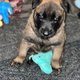 Belgian Malinois Puppies from MonStar Malinois