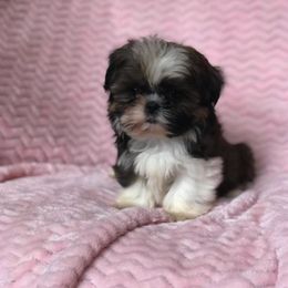 Shih Tzu Puppies from Animal Crackers
