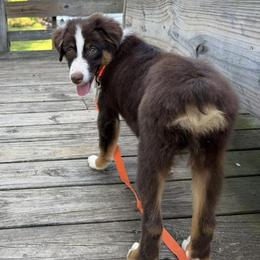 Eeny - Red tri-color male Miniature American Shepherd puppy in Garysburg, North Carolina from Schaefer's Miniature American Shepherds