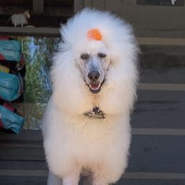 Miss Callaway - Poodle