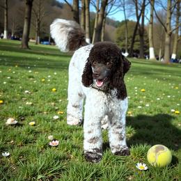 Biscoff - Poodle