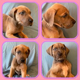 Girl 1 - Great Dane puppy in Mount Vernon, Illinois from Reagan’s Danes