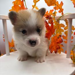 Purple Collar - Red male Pembroke Welsh Corgi puppy in Abingdon, Virginia from Em-K Kennels