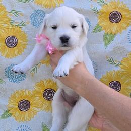 Girl 4 - Light golden female Golden Retriever puppy in Webberville, Michigan from All by grace goldens