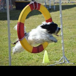 Tibetan Terrier Puppies from Zara Tibetan Terriers