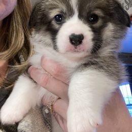 Pembroke Welsh Corgi and Poodle Puppies from Blue Diamond Kennel