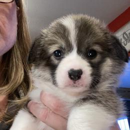 Pembroke Welsh Corgi and Poodle Puppies from Blue Diamond Kennel