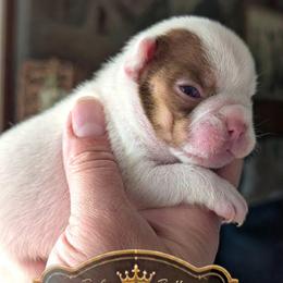 Tobler - White male French Bulldog puppy in Fort Atkinson, Wisconsin from Bishop Bullyz