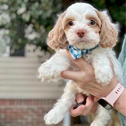Meatball - Red roan male Cockapoo puppy in Mocksville, North Carolina from Little Bear Doodles