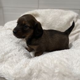 Dachshund Puppies from Majesty’Z Country Doxhounds