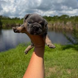 Boy 4 - Blue tri-color male Bulldog puppy in Hobe Sound, Florida from Amanda’s Bullies