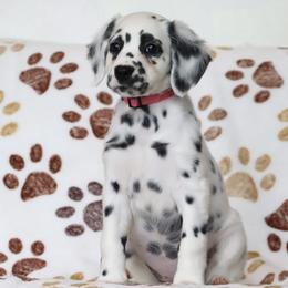Pink Girl - White and black female Dalmatian puppy in Cottage Grove, Oregon from Hidden Hills Dalmatians