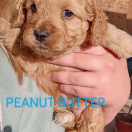 Goldendoodle Puppies from Maggie's Mini Goldendoodles