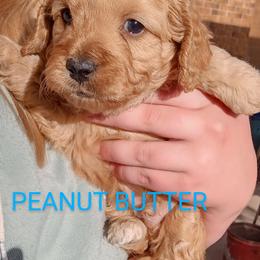 Goldendoodle Puppies from Maggie's Mini Goldendoodles