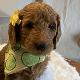 Yellow Girl - Goldendoodle puppy in Marionville, Missouri from Wright Ranch Doodles