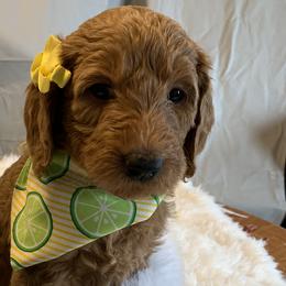 Yellow Girl - Goldendoodle puppy in Marionville, Missouri from Wright Ranch Doodles