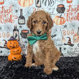 Gunner - Red  male Goldendoodle puppy in Yale, Michigan from Angie's Goldendoodles/Angies doodles LLC