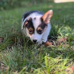 Indy-Natural bobtail Mismark - White and black male Pembroke Welsh Corgi puppy in Hope, Arkansas from Foxy Knoll Farm