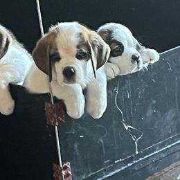 Saint Bernard Puppies from Misstree’s St. Bernards