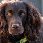 Breezy - Boykin Spaniel