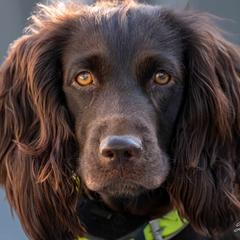Breezy - Boykin Spaniel