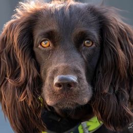 Breezy - Boykin Spaniel