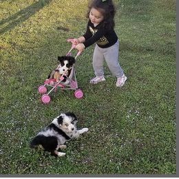 Miniature Australian Shepherd Puppies from Lockhart Mini Aussies