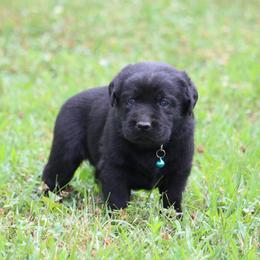 Labrador Retriever Puppies from Prebleridge Acres