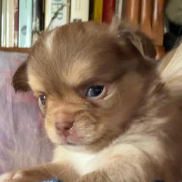 Potsie(Happy Days) - Chocolate and tan male Chihuahua puppy in Amelia, Virginia from Pannell’s Precious Pups