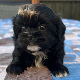 Red Collar - Cooper - Black and white male Shorkie puppy in Mays Landing, New Jersey from Fancy Paws Shorkies & Shih Tzus