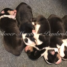 Pembroke Welsh Corgi Puppies from Clover Meadows Golden Retrievers