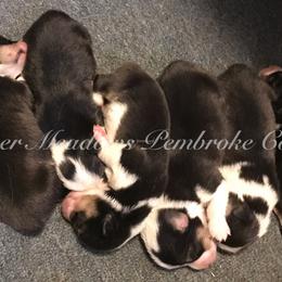 Pembroke Welsh Corgi Puppies from Clover Meadows Golden Retrievers
