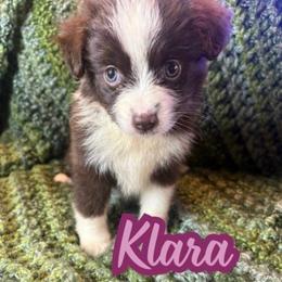 Klara - Red tri female Toy Australian Shepherd puppy in Union Grove, North Carolina from Grove Farm