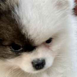 Karma - Pomeranian puppy in Mc Farland, Wisconsin from TiaZ Poms