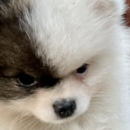 Karma - Pomeranian puppy in Mc Farland, Wisconsin from TiaZ Poms