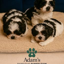 Shih Tzu Puppies from Adams Pawsitive Pawfection