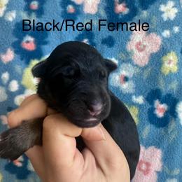 Girl 4 - Black and red female German Shepherd puppy in Marianna, Florida from Haus M Godwin