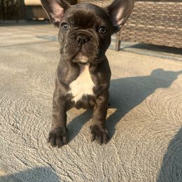 Nikki Minaj - French Bulldog puppy from Wasia’s Frenchies