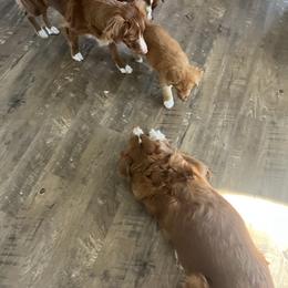 Nova Scotia Duck Tolling Retriever Puppies from Mountain Ranch Tollers