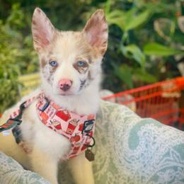 Moose - Merle male Pomsky puppy in Greenville, South Carolina from Thicketty Mountain Pomskies